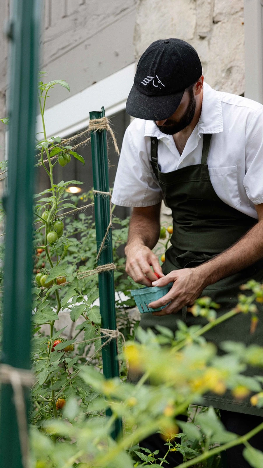 A chef gathering ingredients in Walden’s kitchen garden
